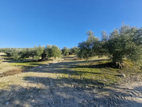 Land In Montilla, Spain (6.122 M² Plot)