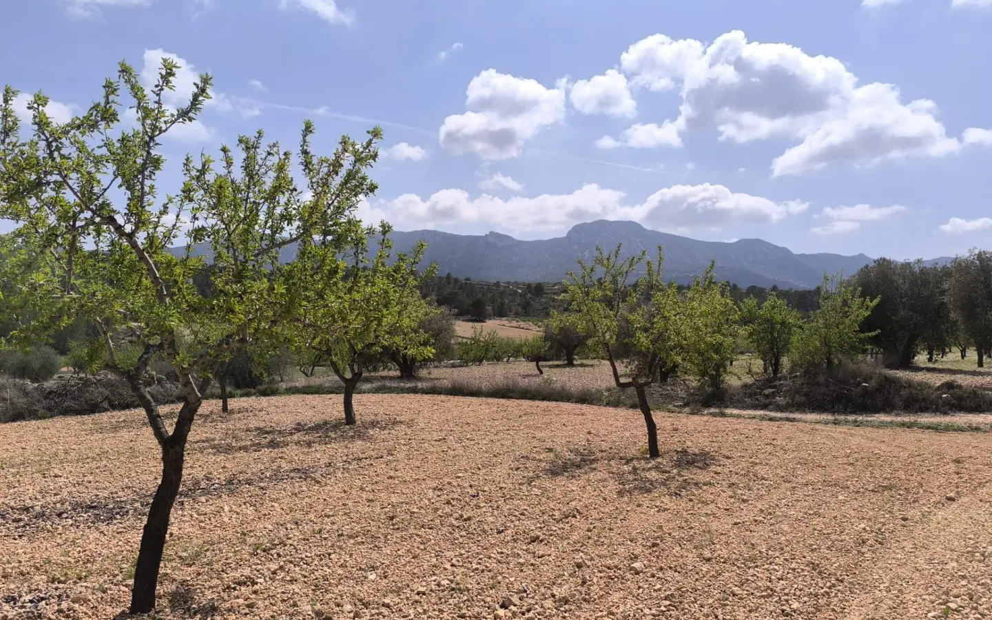 Land In La Romana, Spain (10.190 M² Plot)