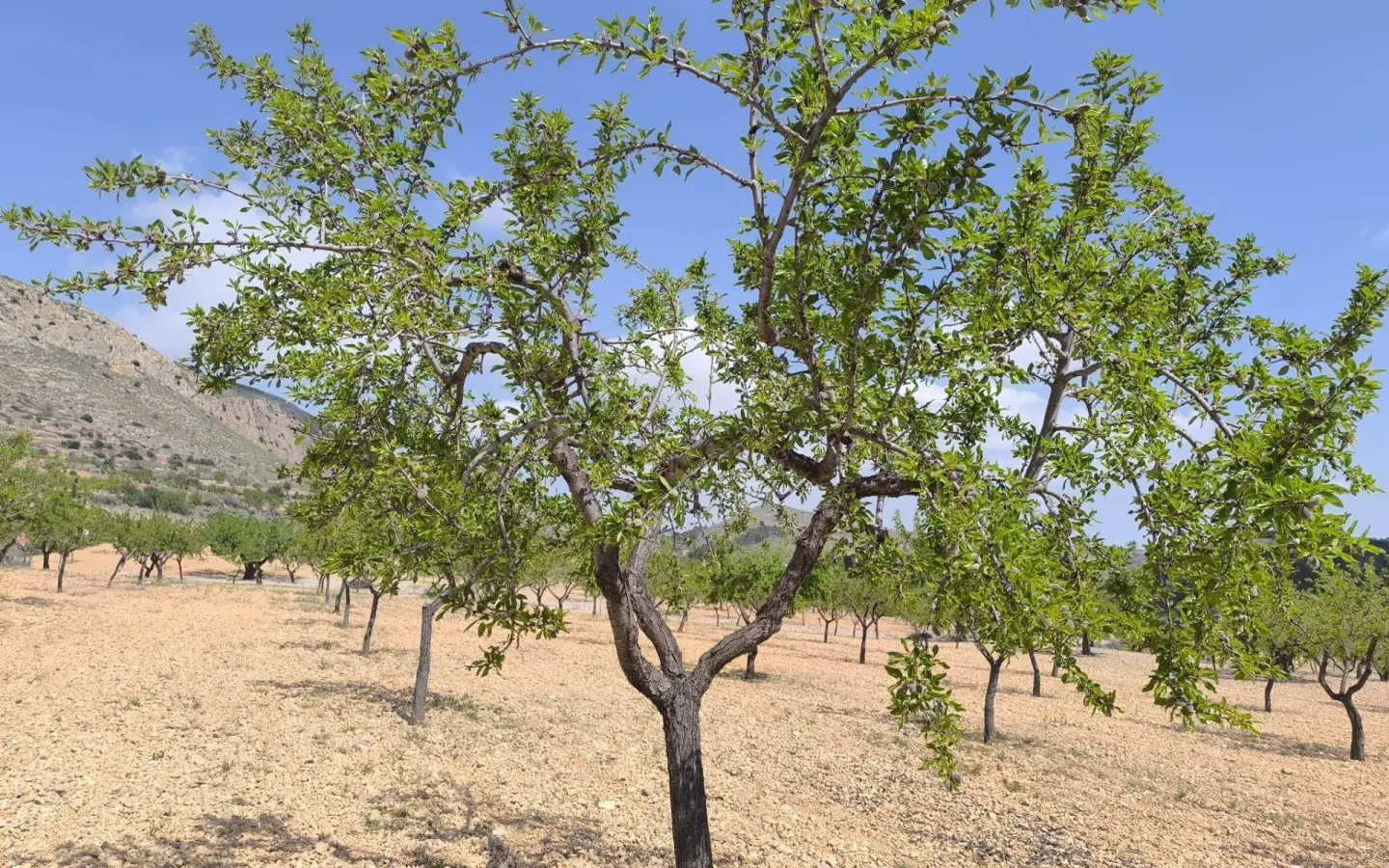 Land In La Romana, Spain (10.190 M² Plot)