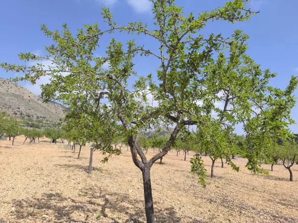 Land In La Romana, Spain (10.190 M² Plot)