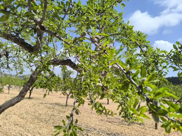 Land In La Romana, Spain (10.190 M² Plot)
