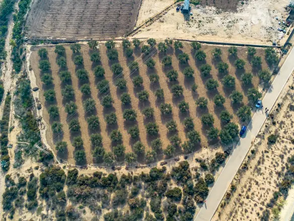 Land In Crevillent, Spain (6.000 M² Plot)