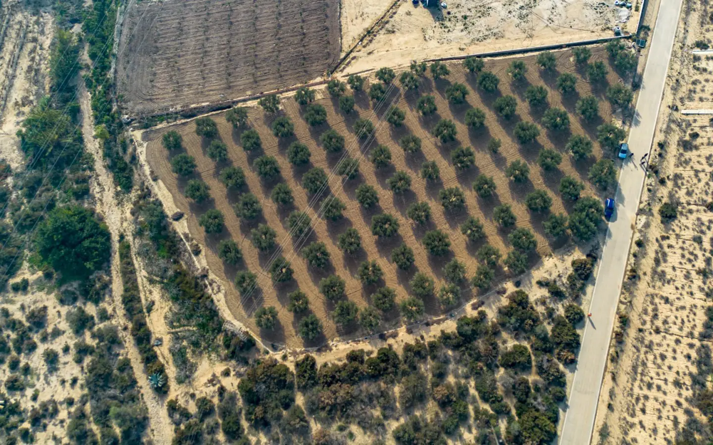 Land In Crevillent, Spain (6.000 M² Plot)