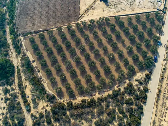 Land In Crevillent, Spain (6.000 M² Plot)