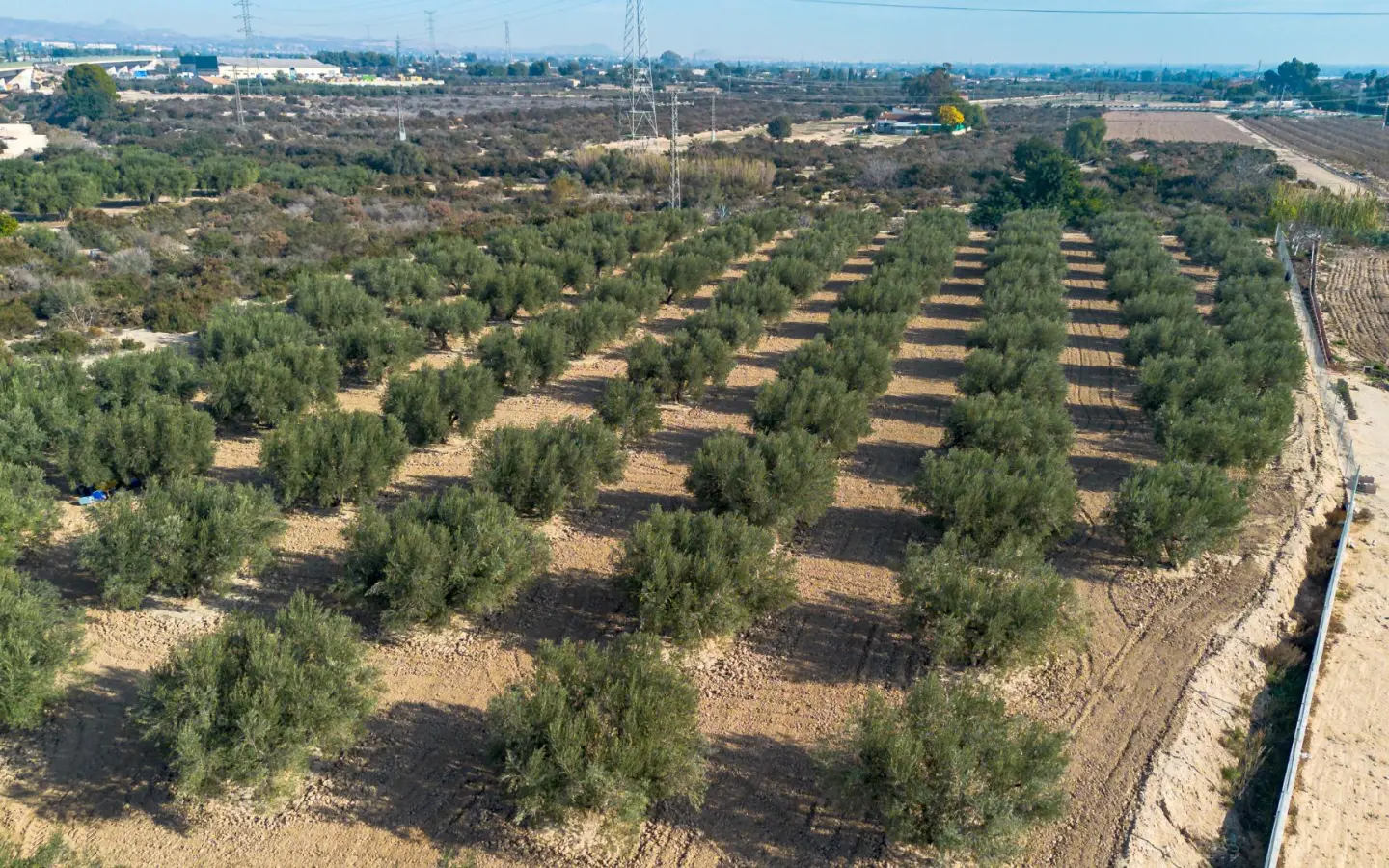 Land In Crevillent, Spain (6.000 M² Plot)