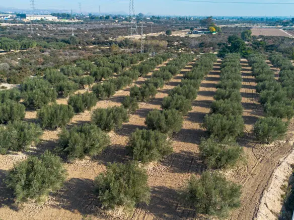 Land In Crevillent, Spain (6.000 M² Plot)