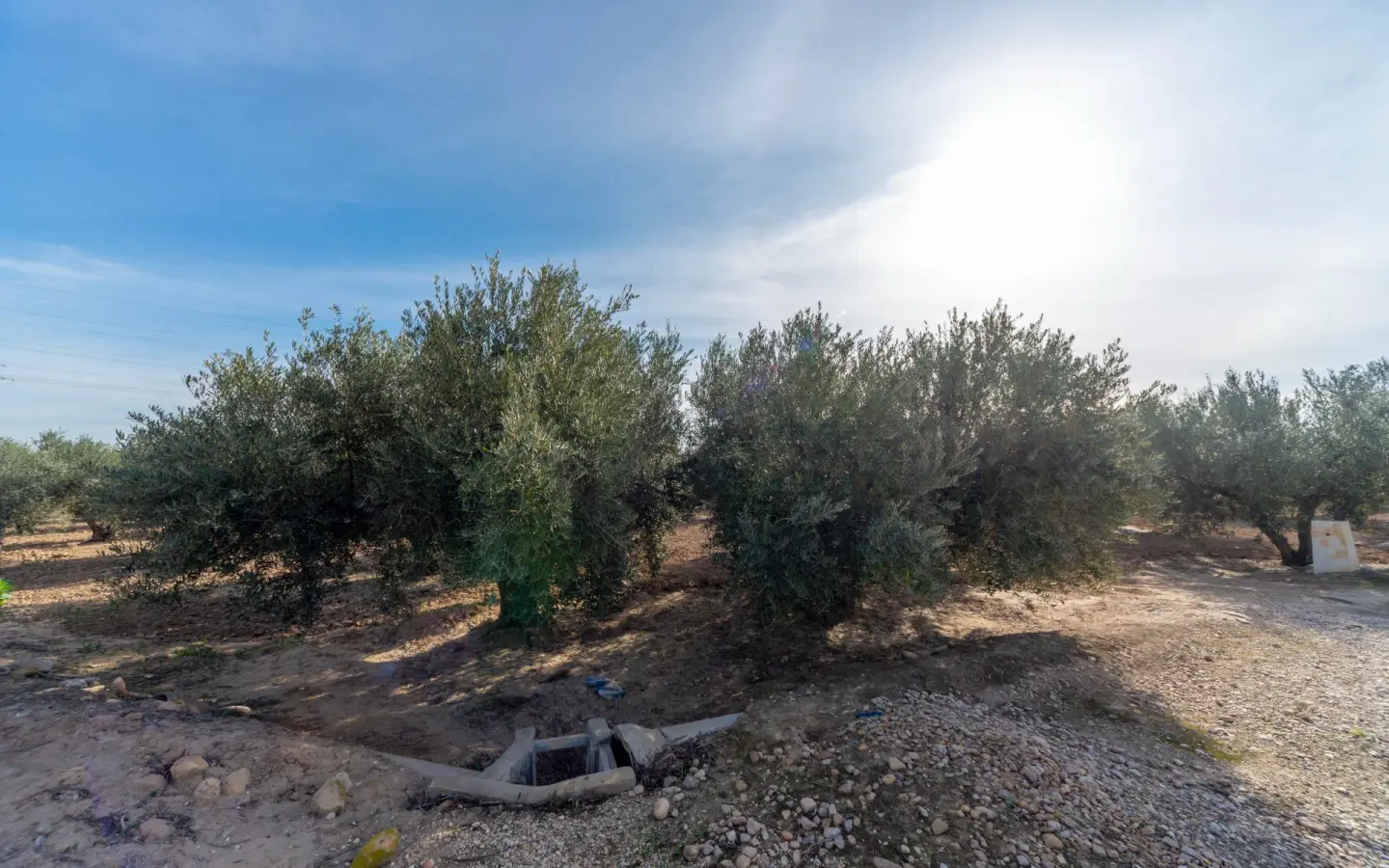 Land In Crevillent, Spain (6.000 M² Plot)