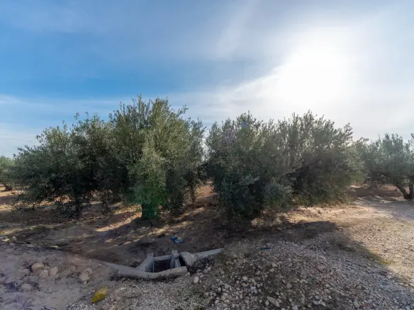 Land In Crevillent, Spain (6.000 M² Plot)