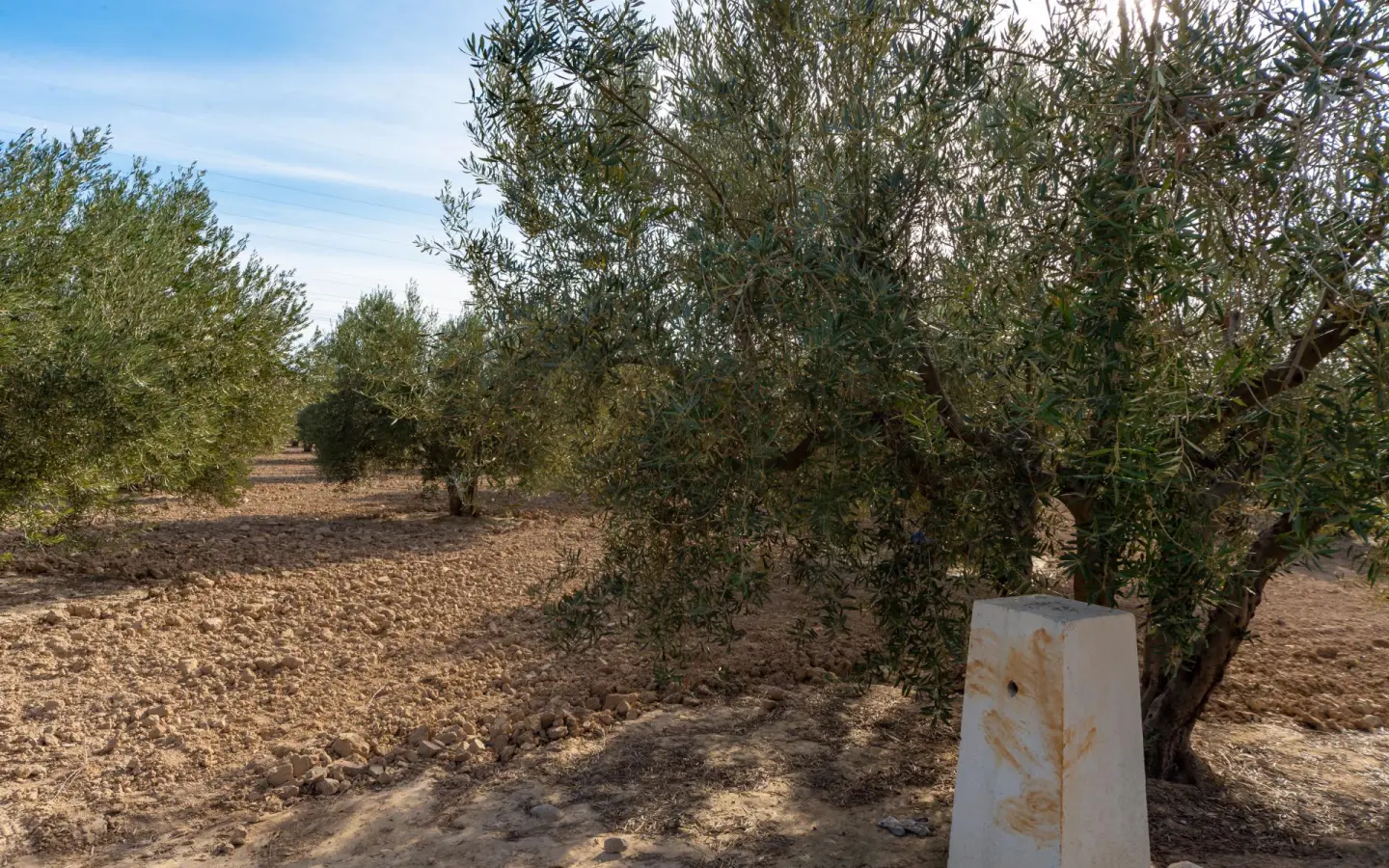 Land In Crevillent, Spain (6.000 M² Plot)