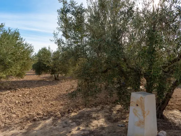 Land In Crevillent, Spain (6.000 M² Plot)