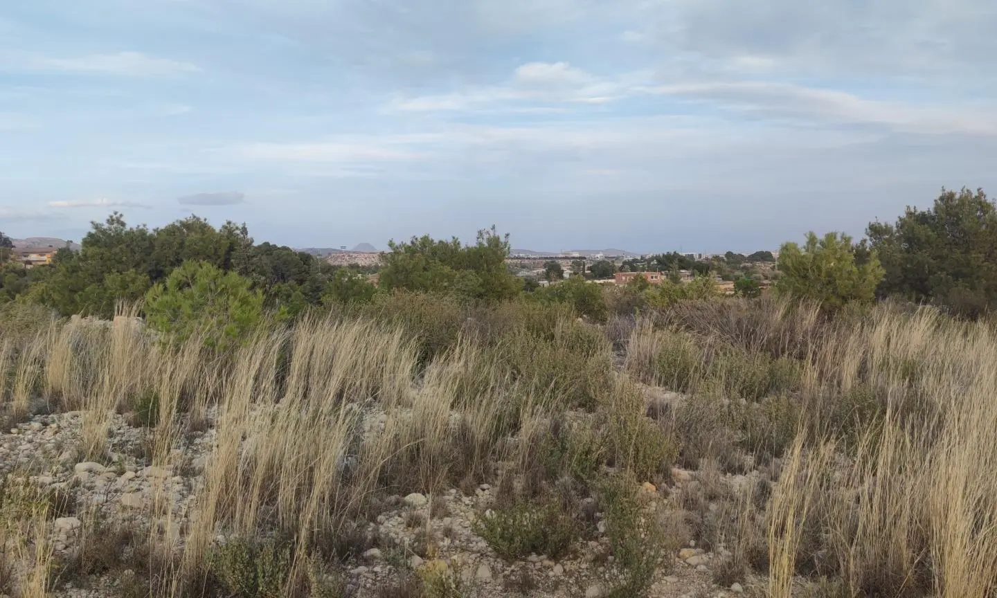 Land In Elche, Spain (19.728 M² Plot)