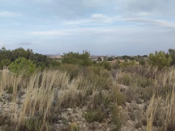 Land In Elche, Spain (19.728 M² Plot)