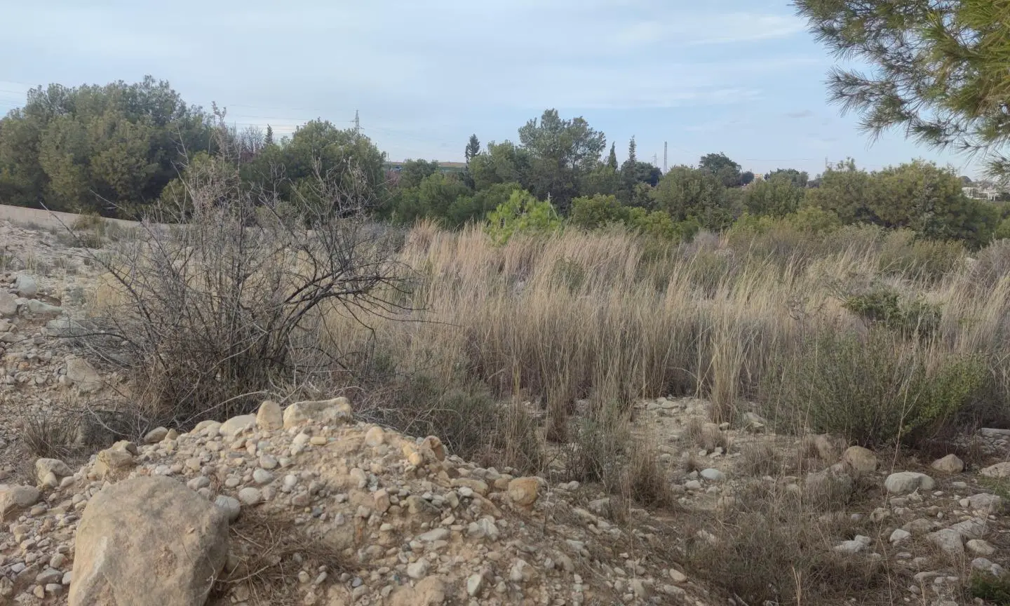 Land In Elche, Spain (19.728 M² Plot)