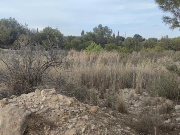 Land In Elche, Spain (19.728 M² Plot)