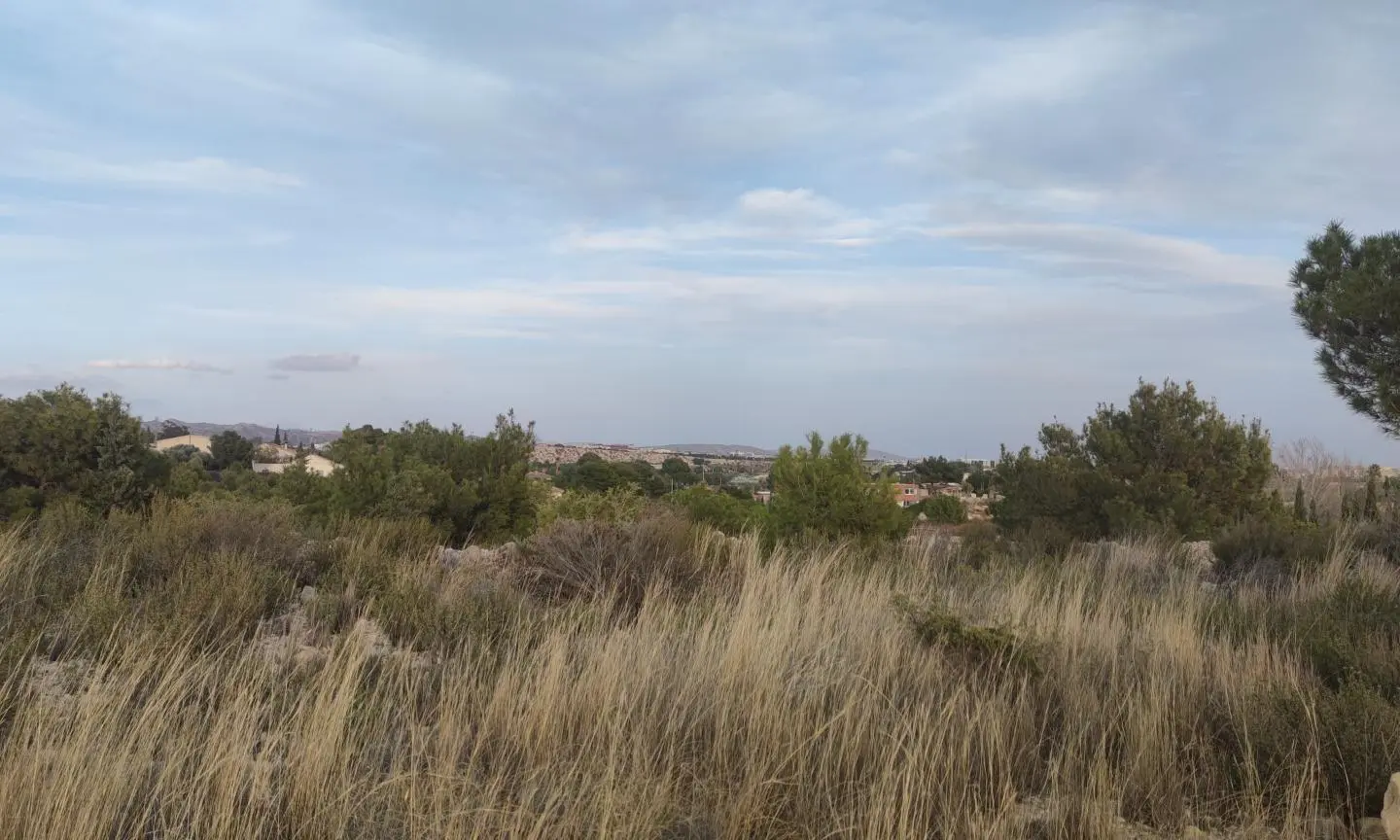 Land In Elche, Spain (19.728 M² Plot)