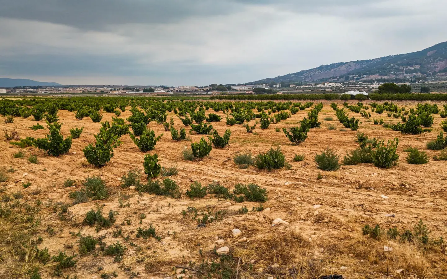 Land In Pinoso, Spain (15.058 M² Plot)