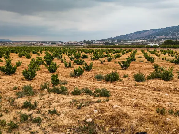 Land In Pinoso, Spain (15.058 M² Plot)