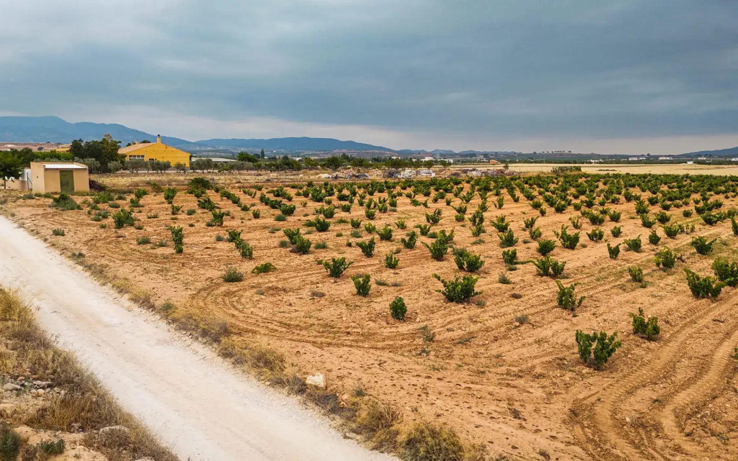 Land In Pinoso, Spain (15.058 M² Plot)