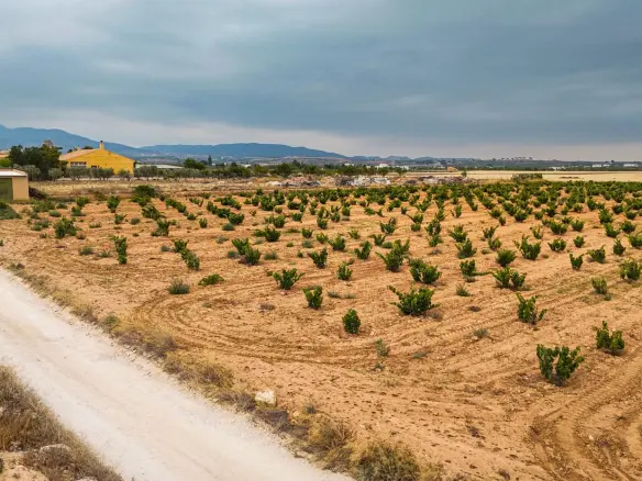 Land In Pinoso, Spain (15.058 M² Plot)