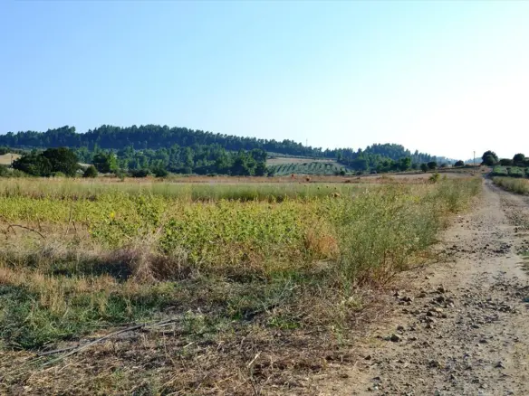 Land 4000 M² In Kassandra, Chalkidiki