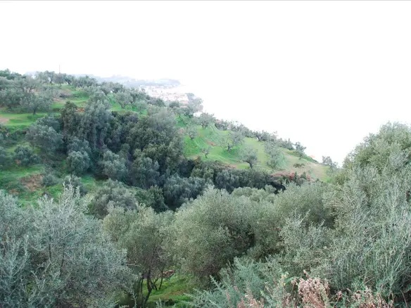 Land 13000 M² In Zante