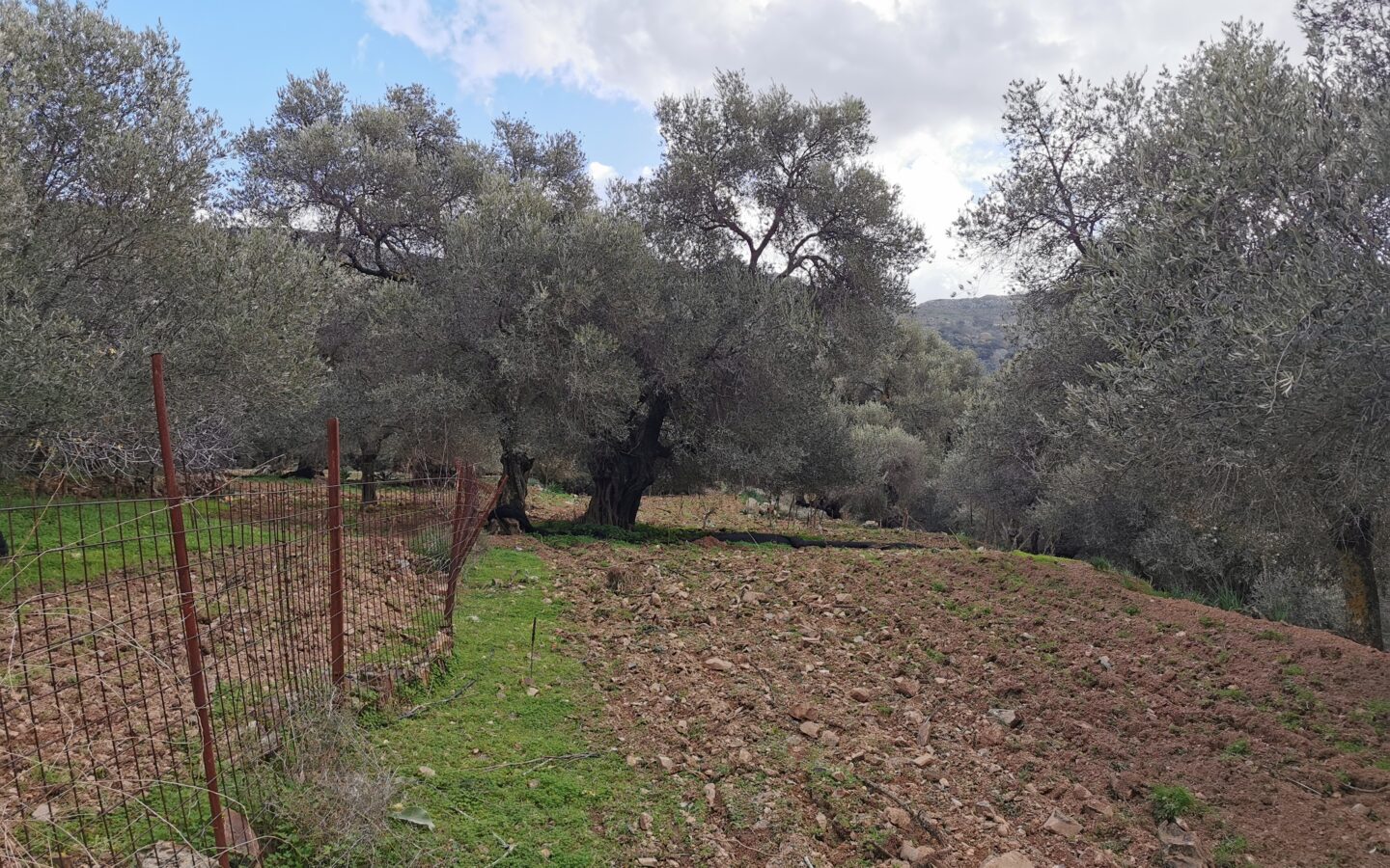 10.5 Acres Plot With A House Of 114 Sq. M. In Crete, Greece.