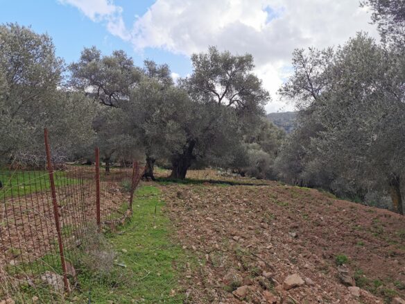 10.5 Acres Plot With A House Of 114 Sq. M. In Crete, Greece.