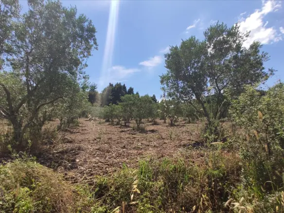 Land In Sithonia, Greece