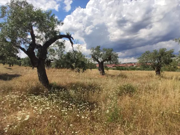 Land In Sithonia, Greece