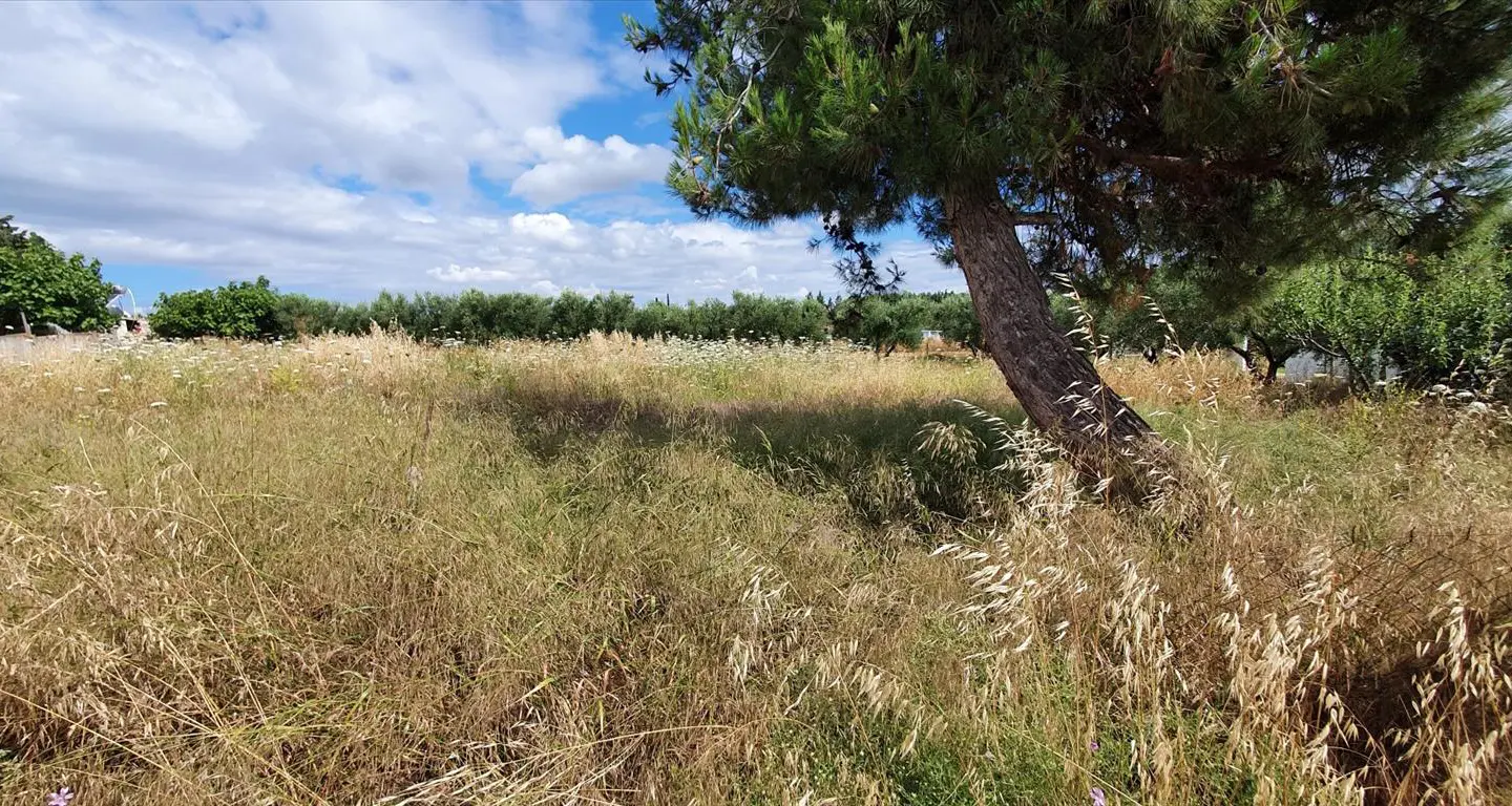 Land In Kassandra, Greece
