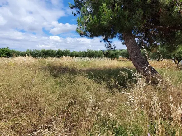Land In Kassandra, Greece