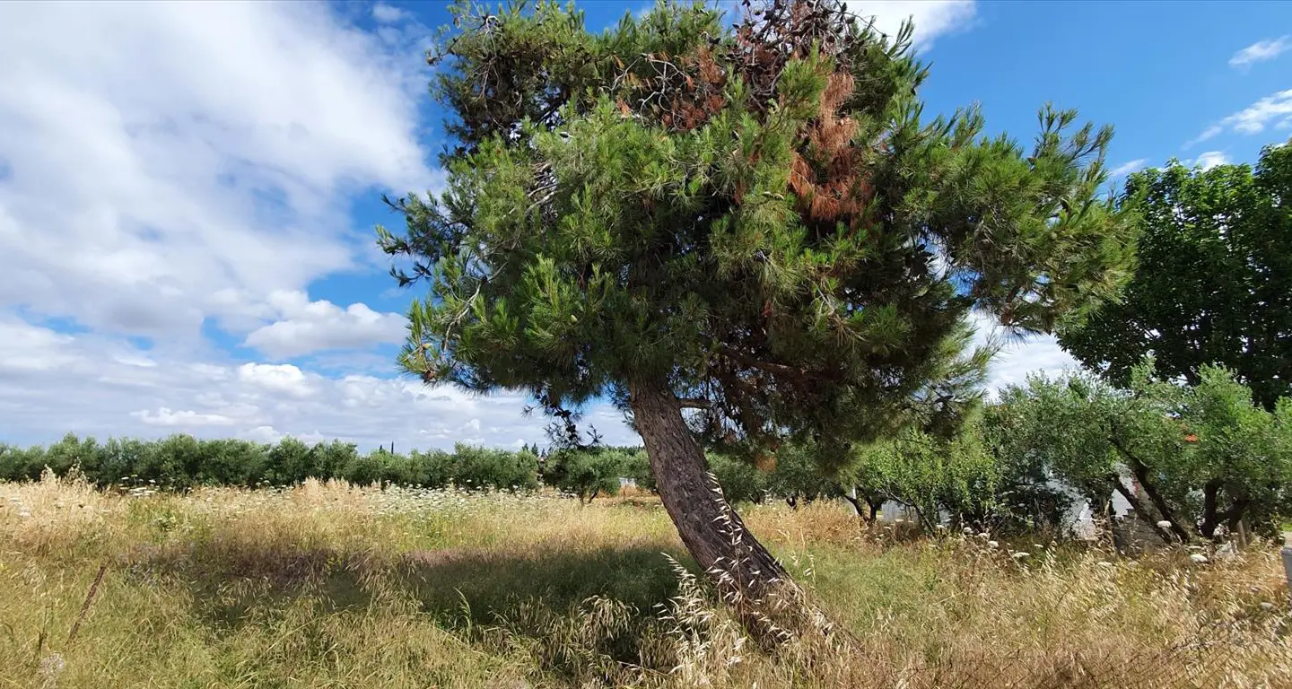 Land In Kassandra, Greece
