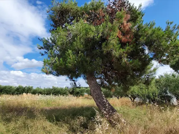 Land In Kassandra, Greece