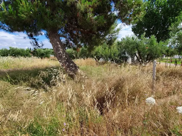 Land In Kassandra, Greece