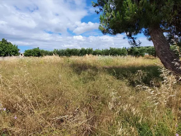Land In Kassandra, Greece