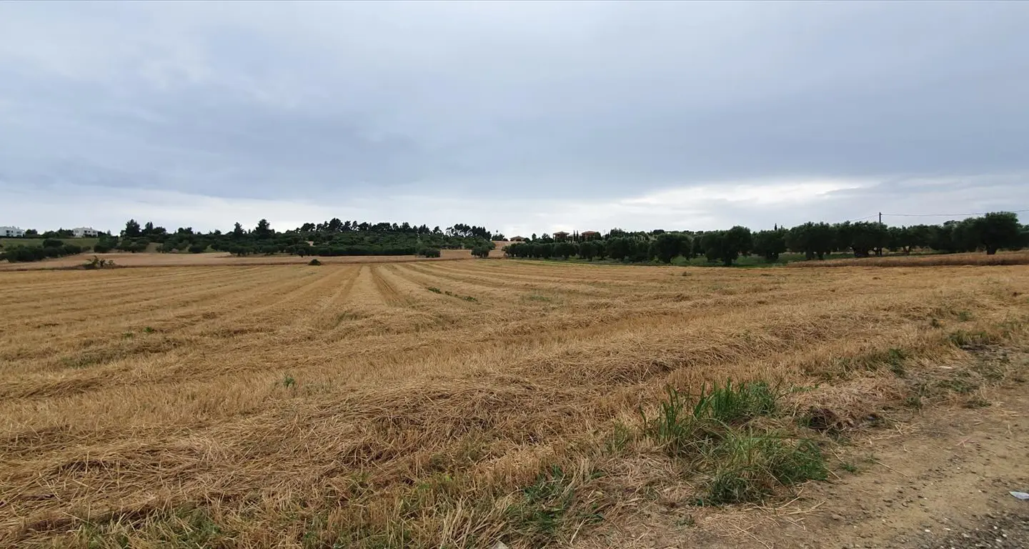 Land In Kassandra, Greece