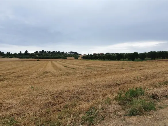 Land In Kassandra, Greece