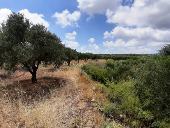 Land In Arkalochori, Greece