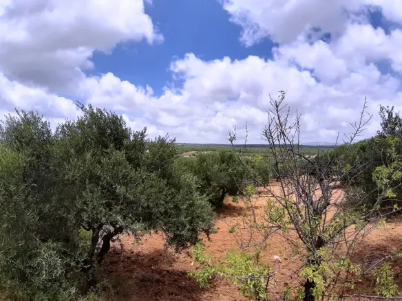 Land In Arkalochori, Greece