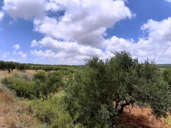 Land In Arkalochori, Greece