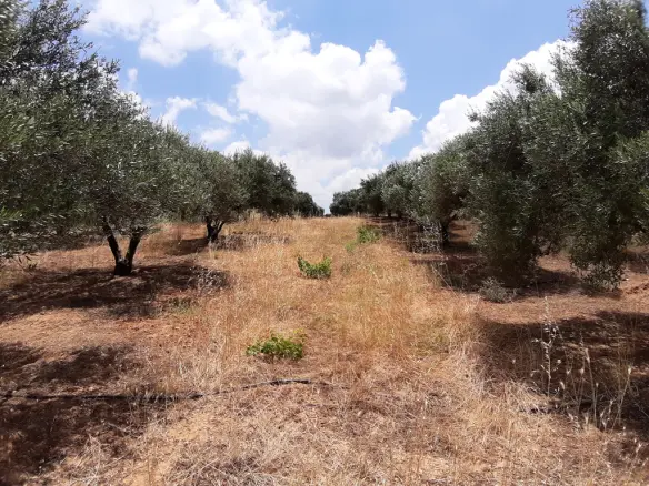 Land In Arkalochori, Greece