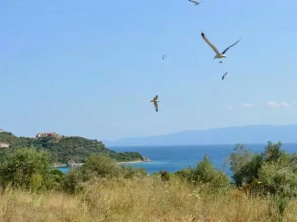 1-bedroom Flat In Aristotle, Greece (35 M²)