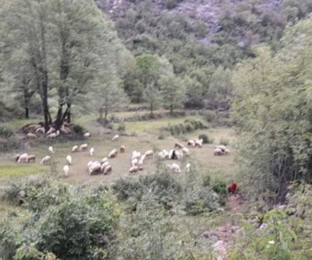 Montenegro, Urbanised Land For Sale 19.185m2