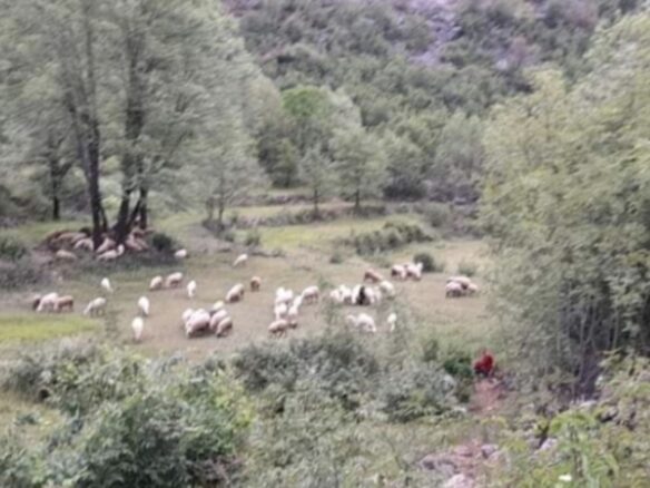 Montenegro, Urbanised Land For Sale 19.185m2