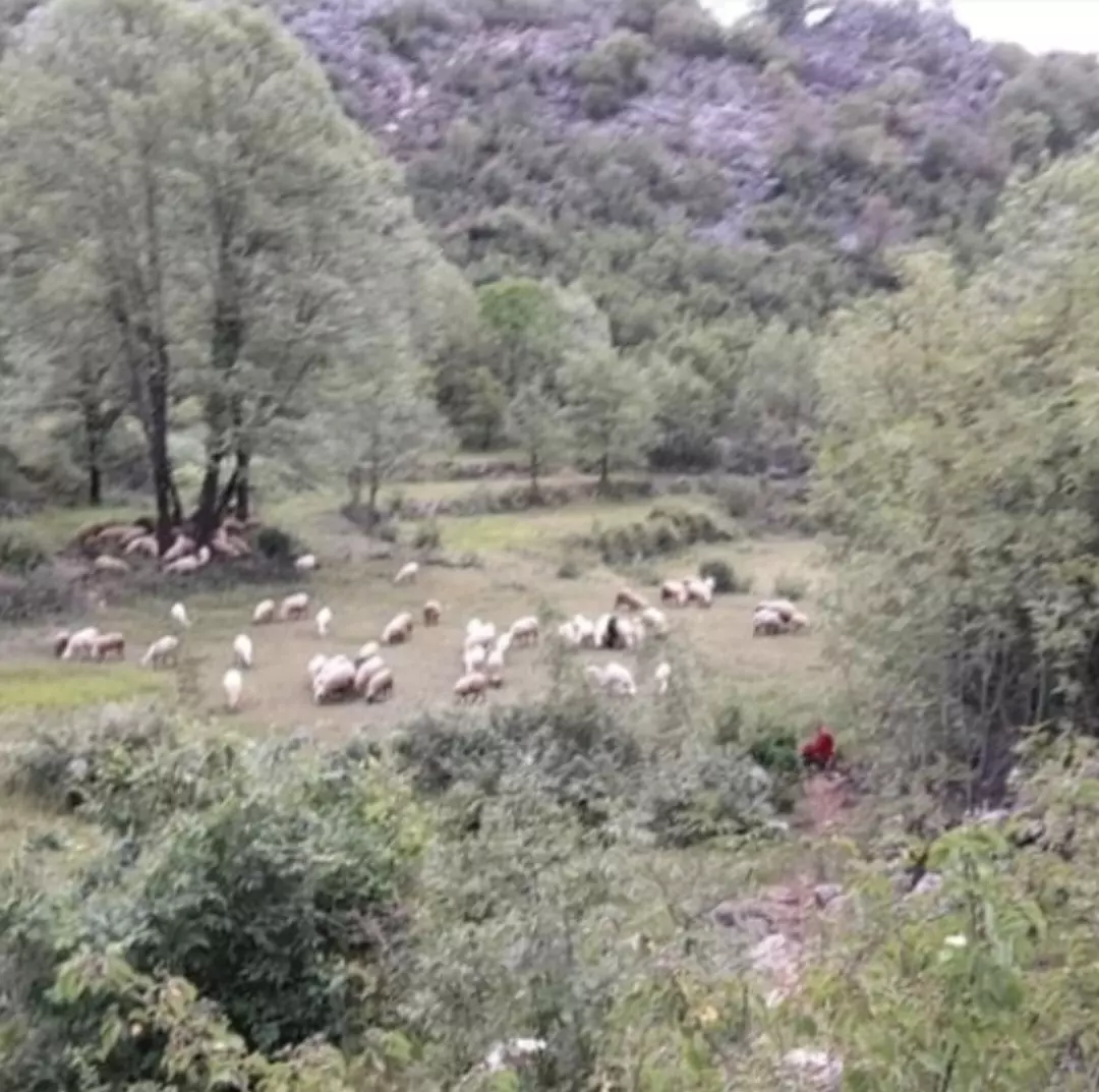 Montenegro, Urbanised Land For Sale 19.185m2