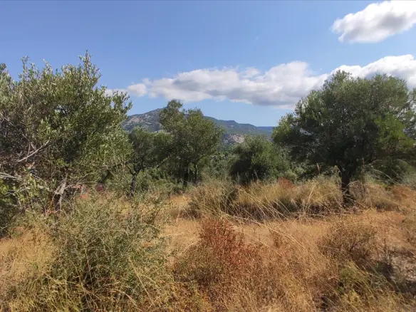 Land In Sithonia, Greece