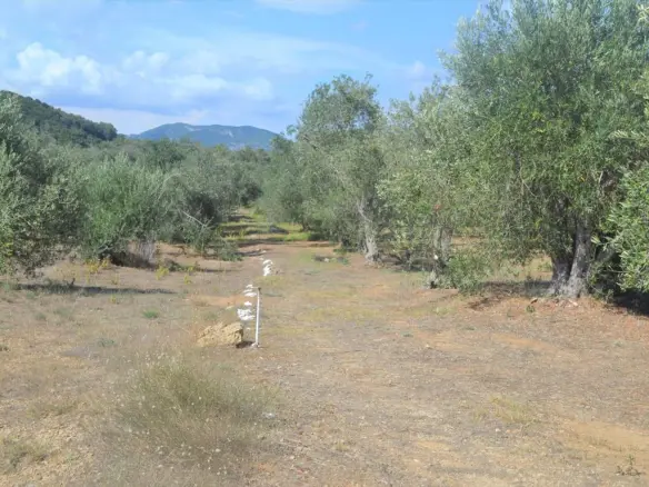 Land In Corfu, Greece