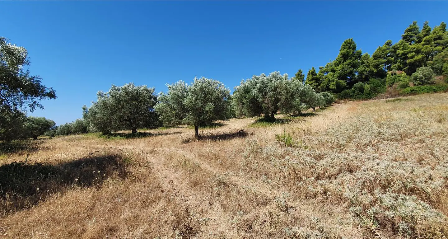 Land In Kassandra, Greece