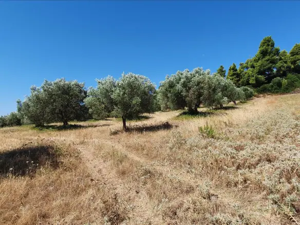 Land In Kassandra, Greece