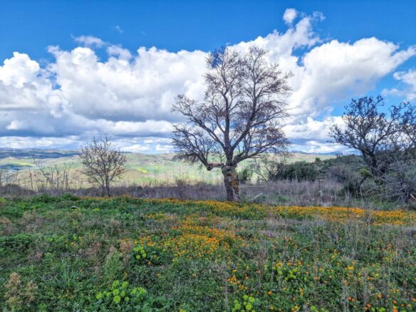 This Rustic House In Nissoria Is Currently In A Free State, Ready To Be Inhabited.